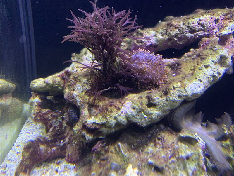 【ビジュアル】ディスクコーラル近縁種 C21 【ビジュアル】ディスクコーラル近縁種 C21